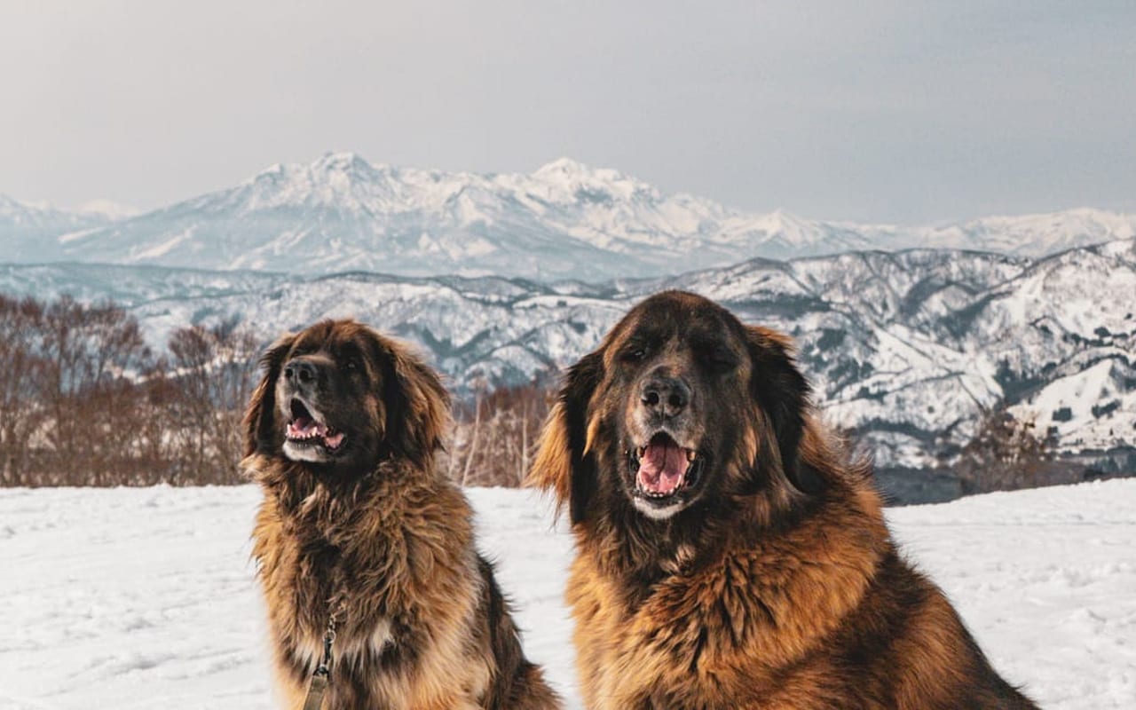 Leonberger