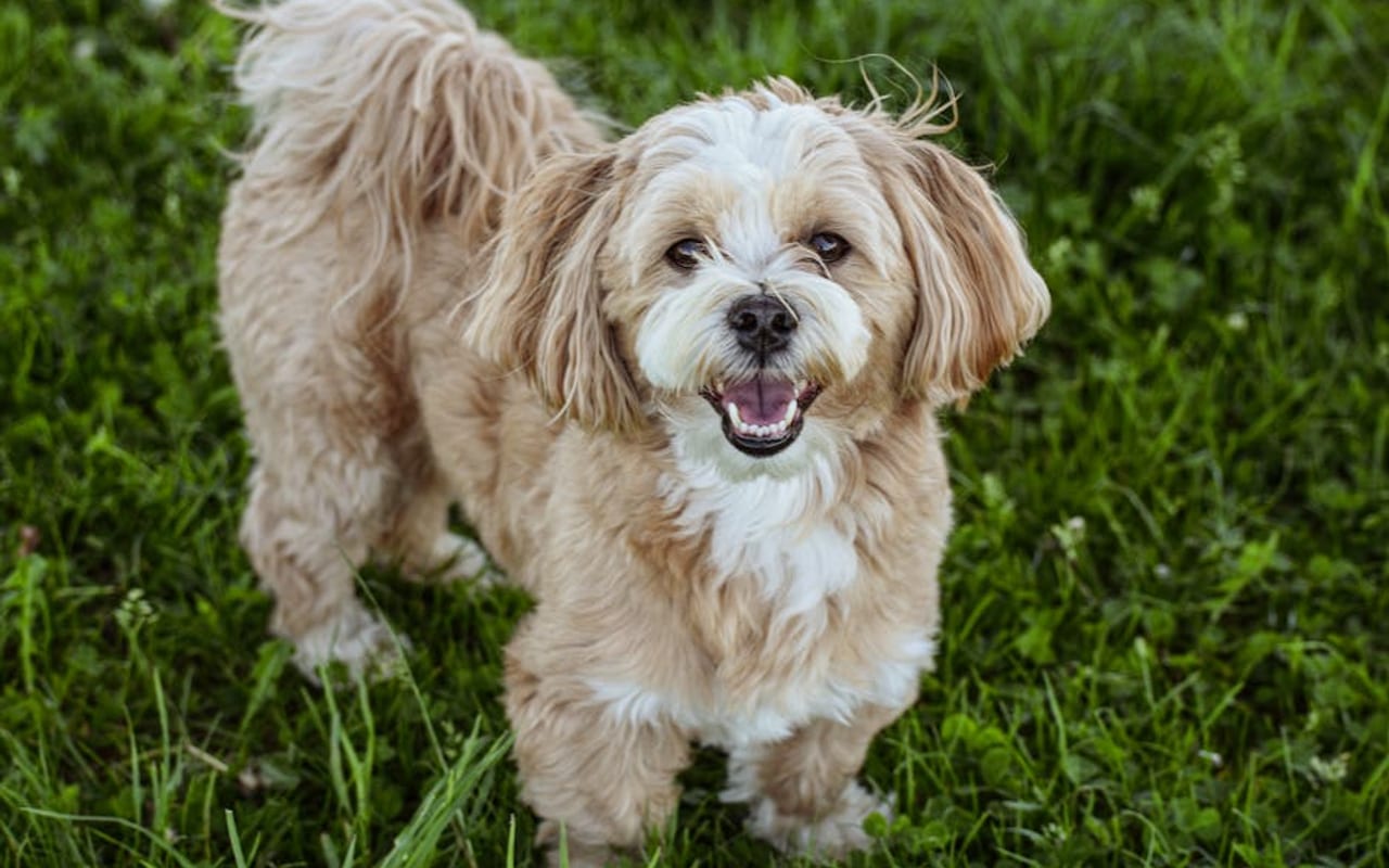 Lhasa Apso — gallery 4