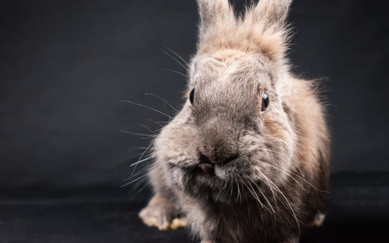 Lionhead Care Guide