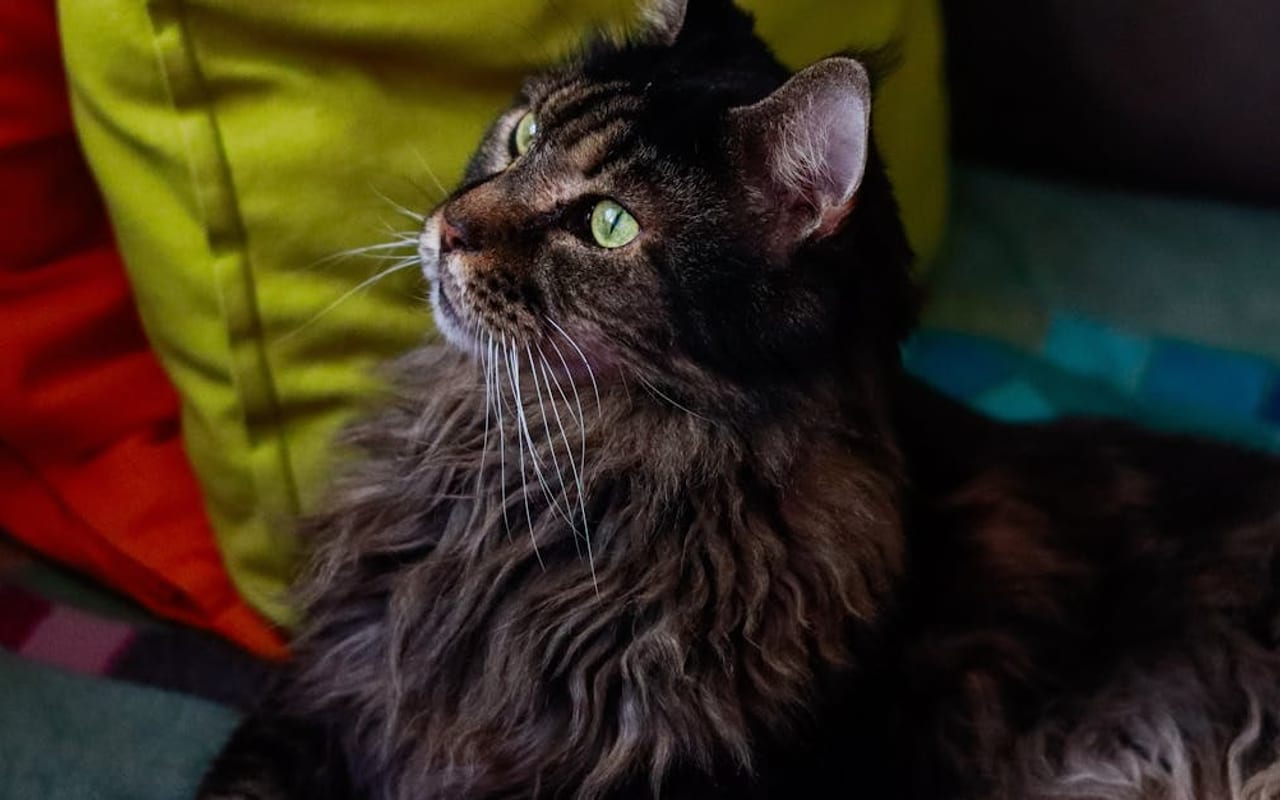 Maine Coon breed
