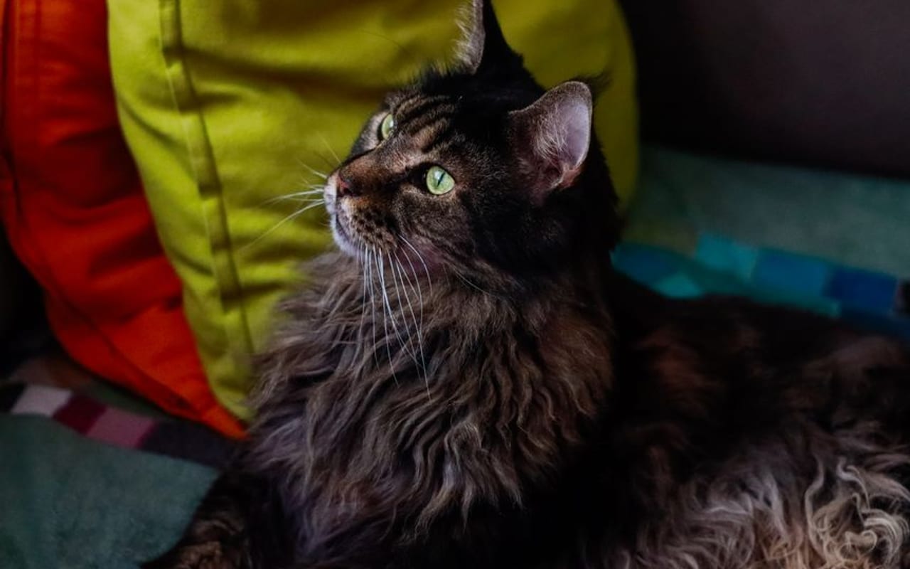 Maine Coon — gallery 4