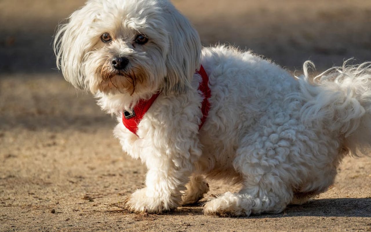 Maltese