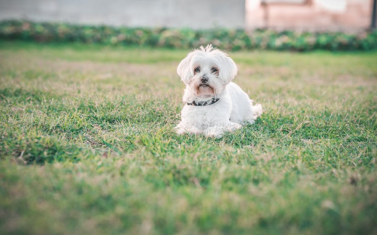 Maltese — gallery 2