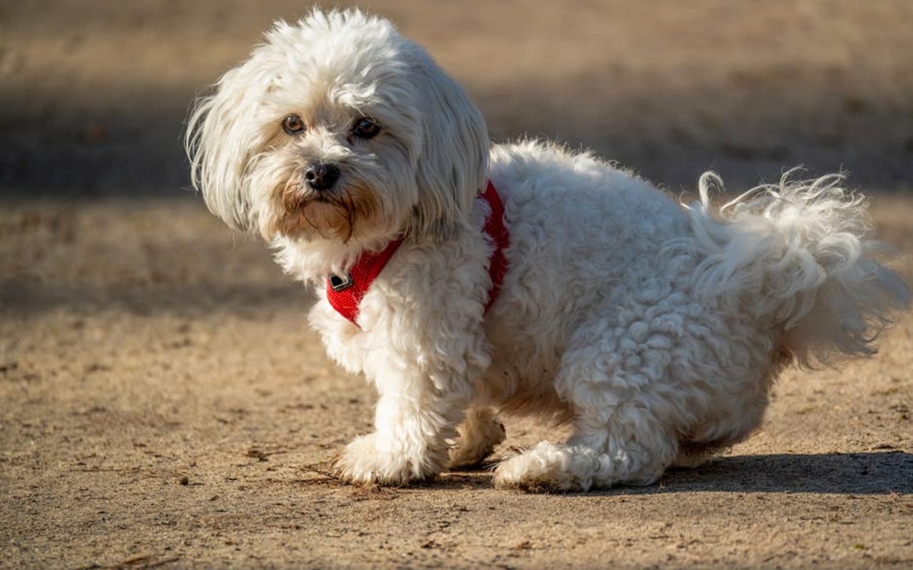Maltese — gallery 4