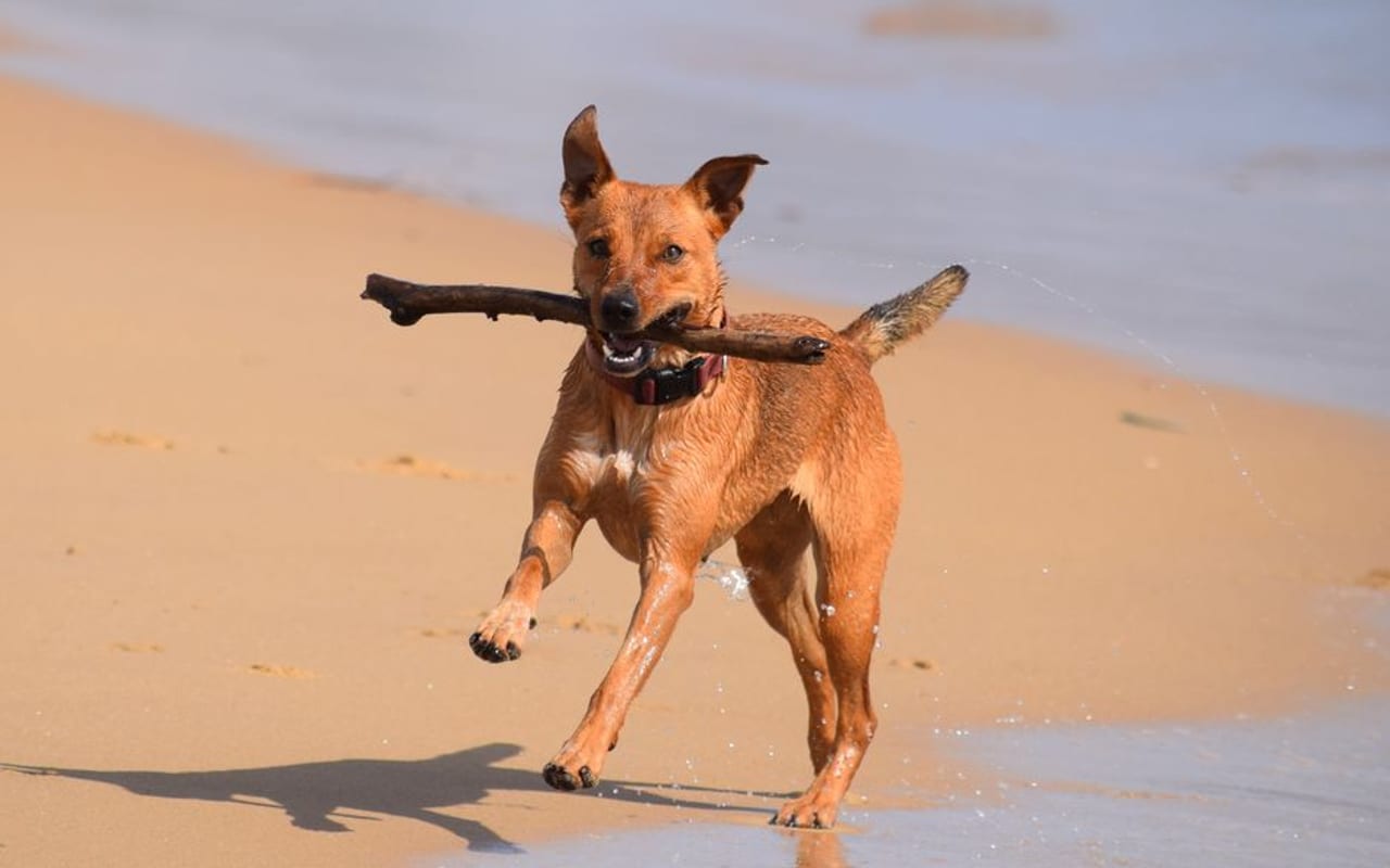 Manchester Terrier (Standard) — gallery 4