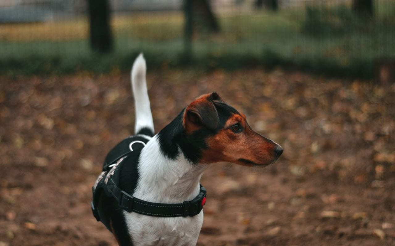 Manchester Terrier (Toy)
