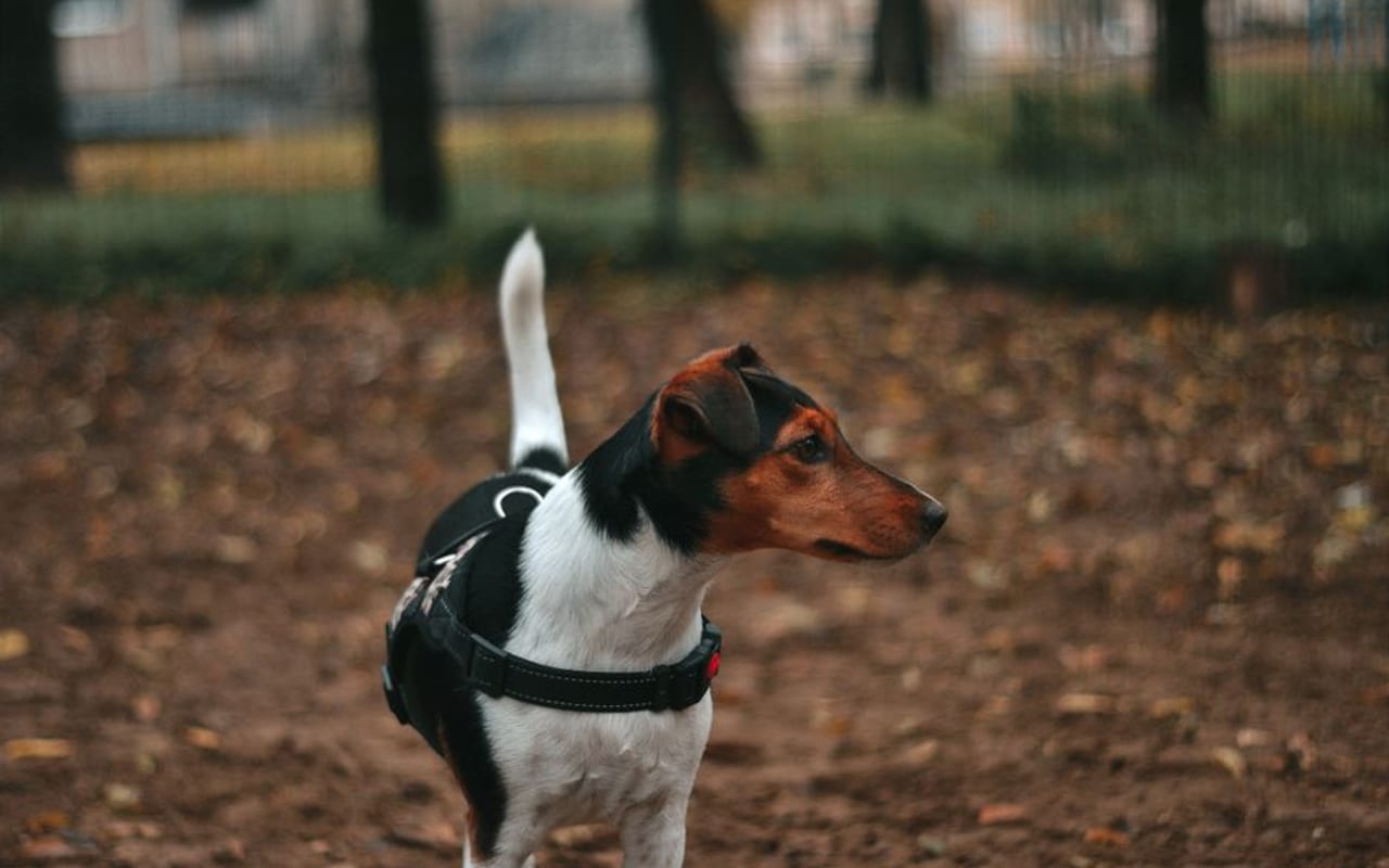 Manchester Terrier (Toy) — gallery 4