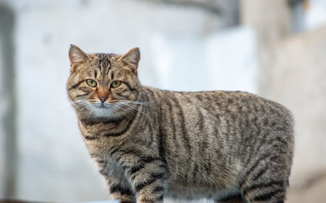 Manx