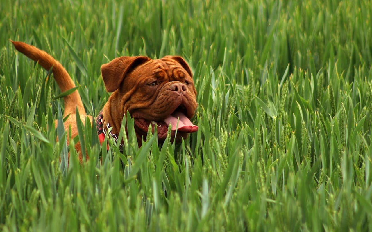 Mastiff — gallery 2