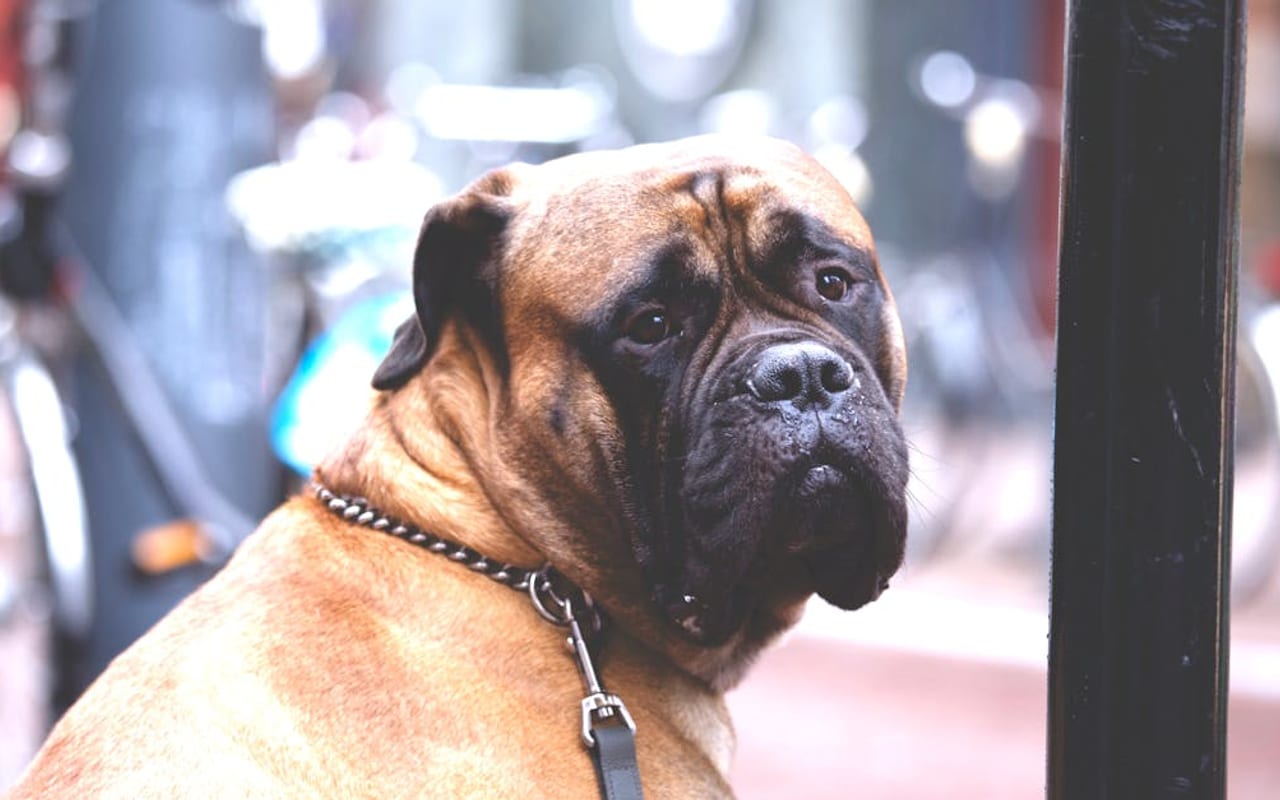 Mastiff — gallery 3