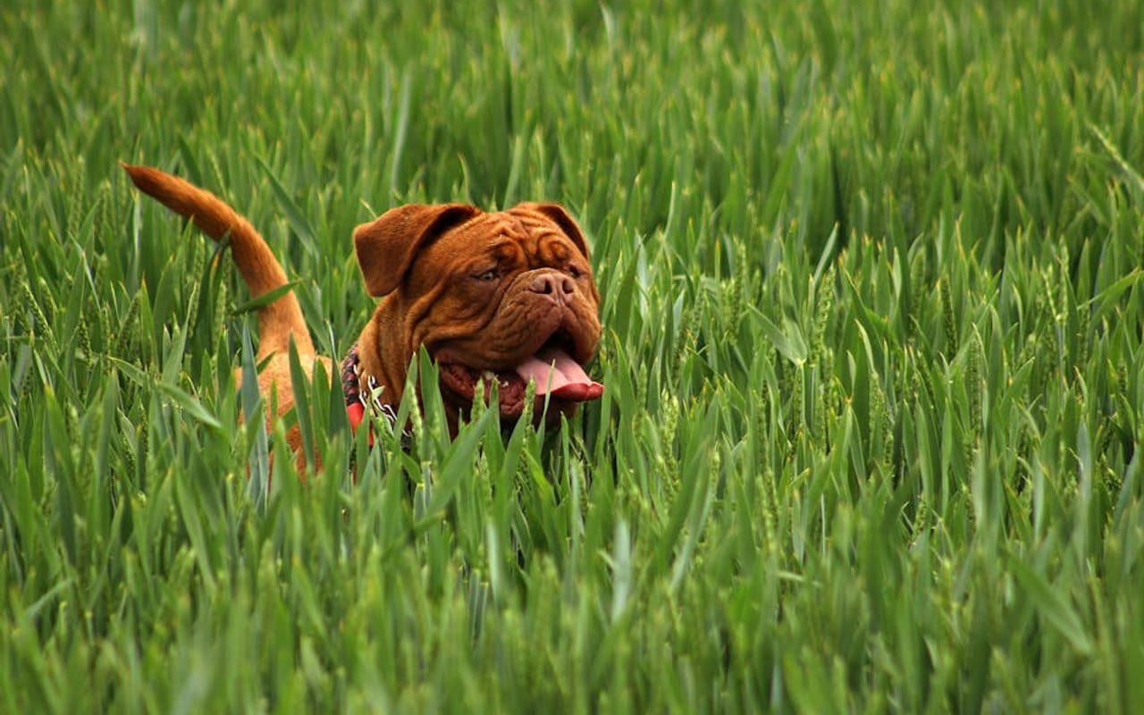 Mastiff — gallery 4