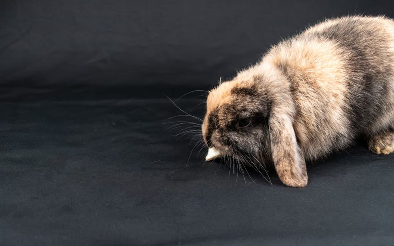 Mini Lop Care Guide