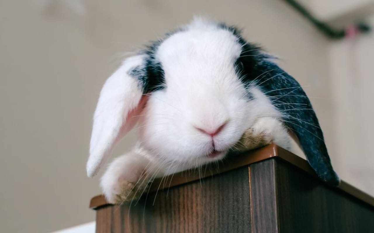 Mini Lop — gallery 3 (Pexels)