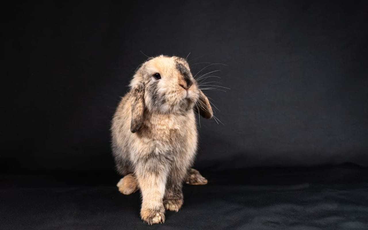 Mini Rex Care Guide