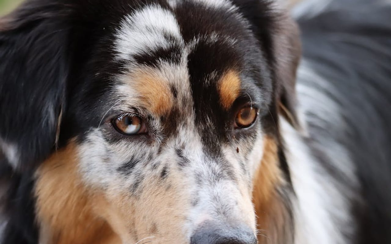 Miniature American Shepherd — gallery 4