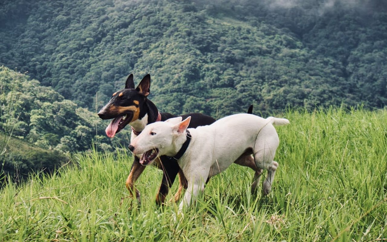 Miniature Bull Terrier