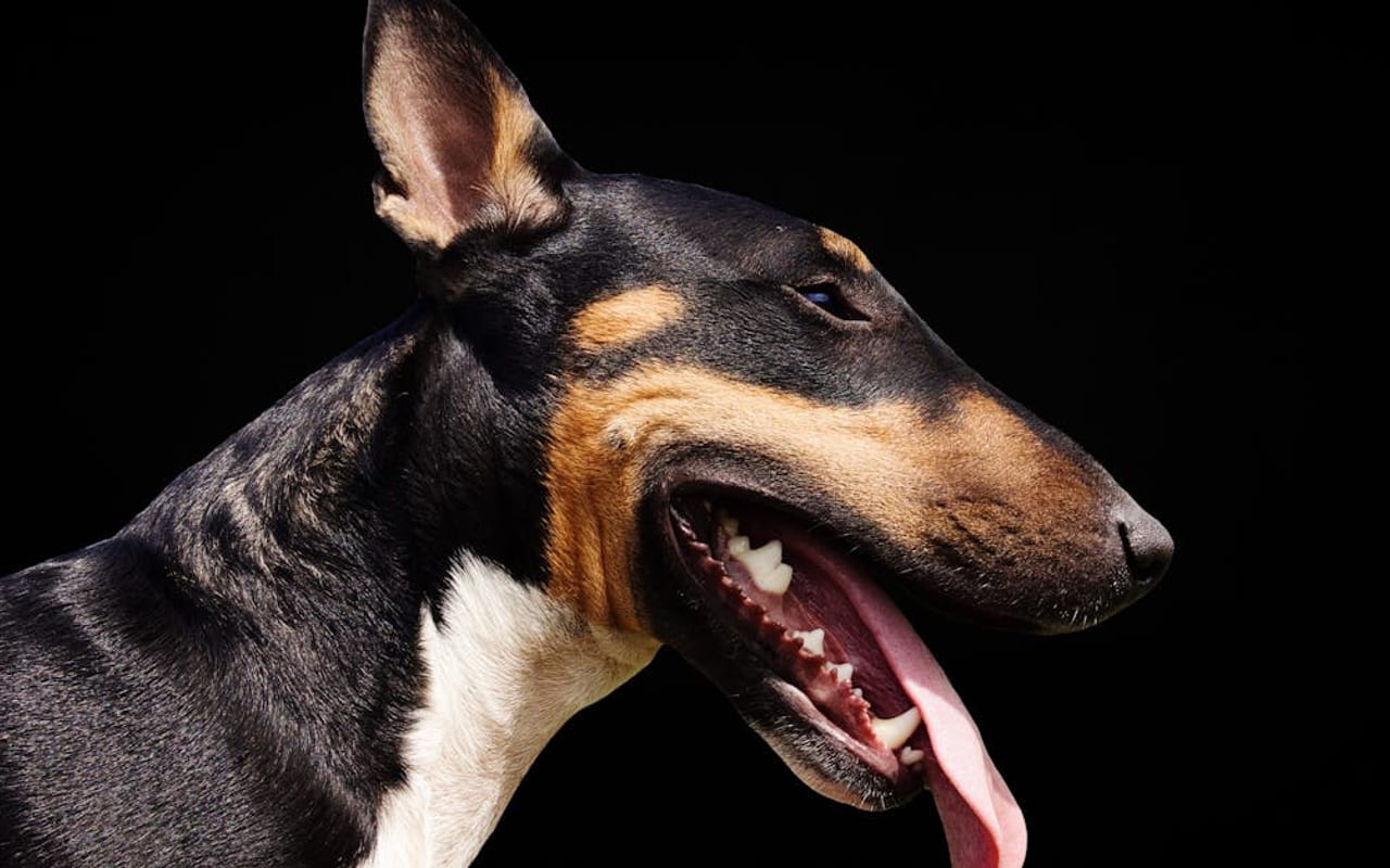 Miniature Bull Terrier — gallery 2