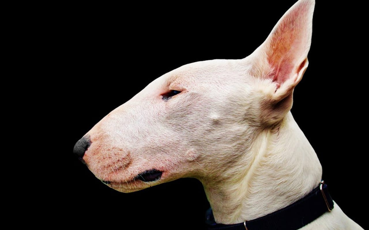 Miniature Bull Terrier — gallery 3