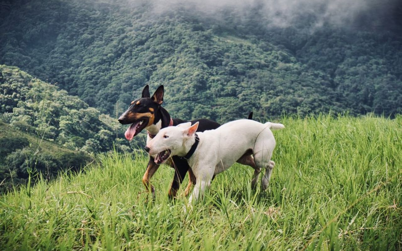Miniature Bull Terrier — gallery 4