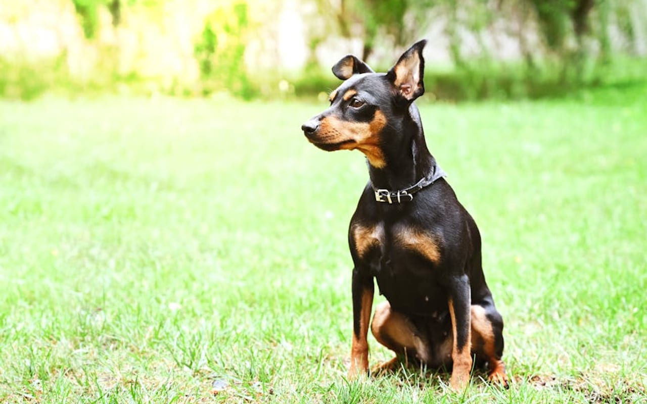 Miniature Pinscher — gallery 4