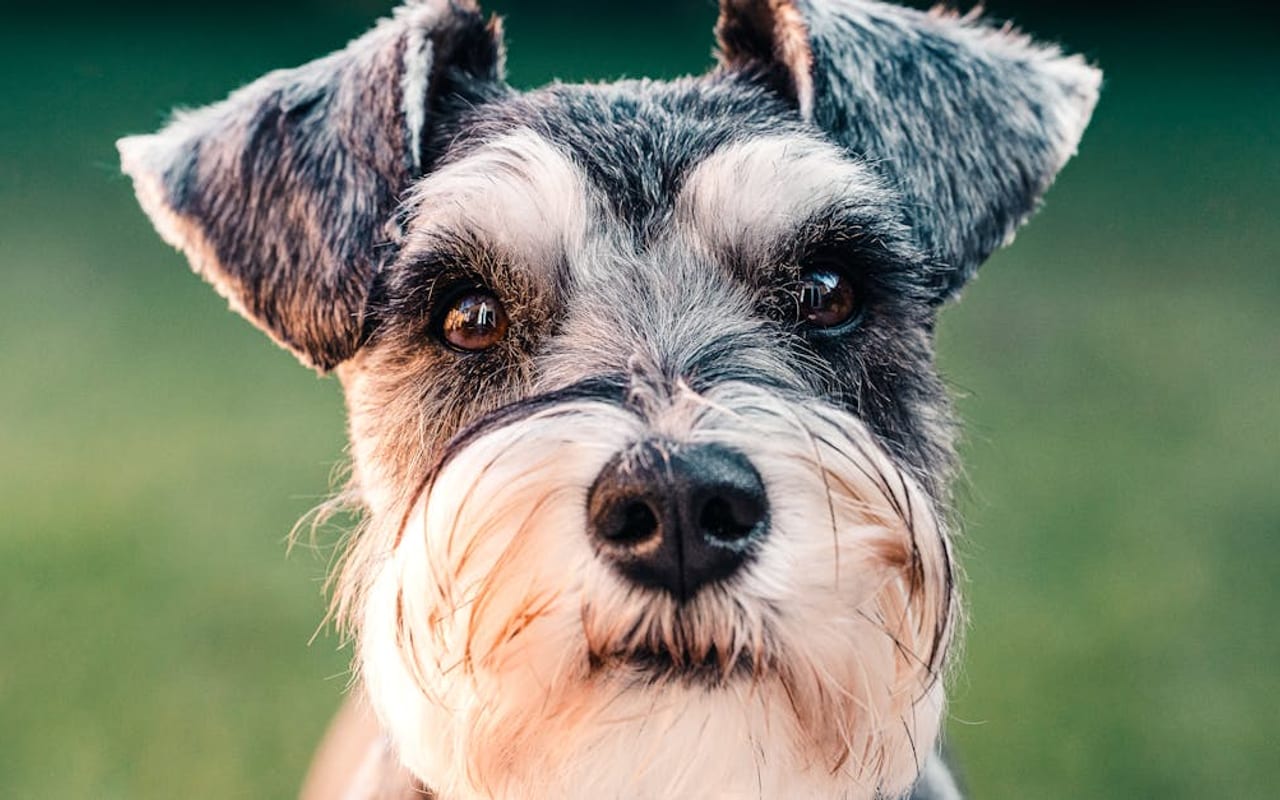 Miniature Schnauzer — gallery 4