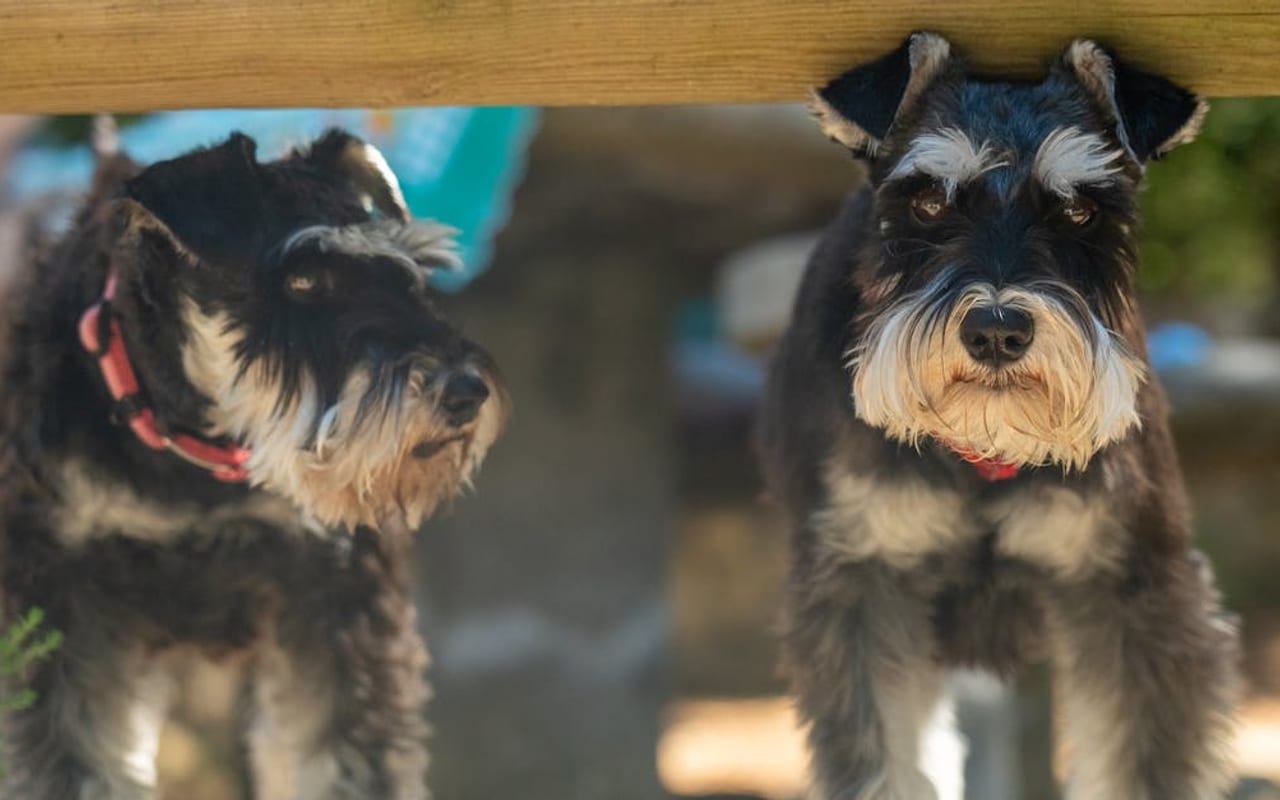 Miniature Schnauzer — gallery 5