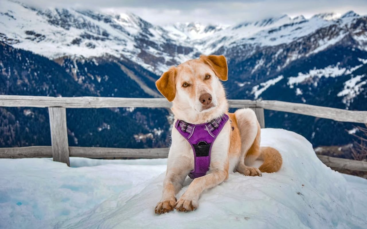 Mountain Cur — gallery 4
