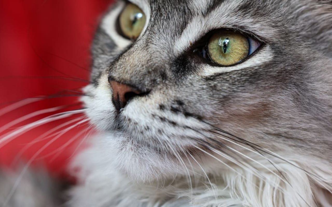 Nebelung — gallery 3