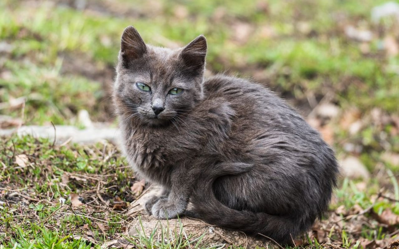 Nebelung — gallery 4