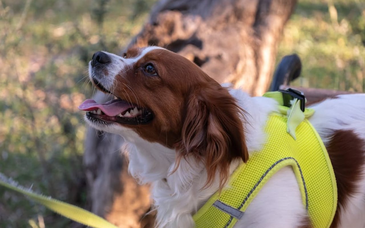 Nederlandse Kooikerhondje — gallery 4