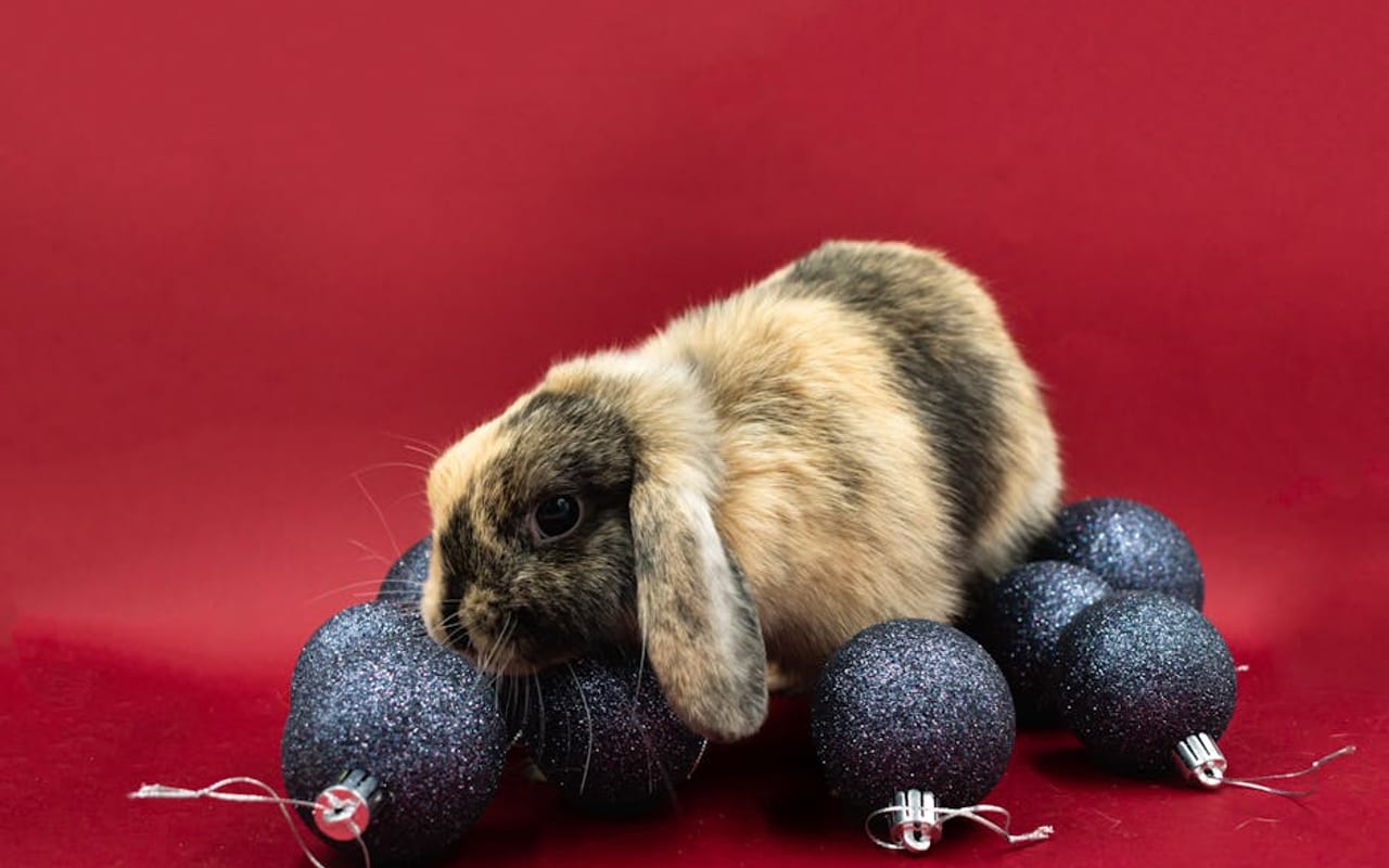 Netherland Dwarf