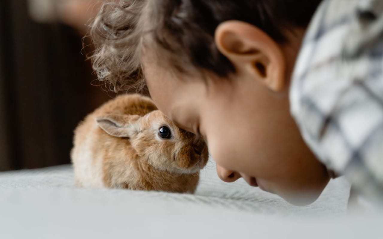 New Zealand Rabbit Care Guide