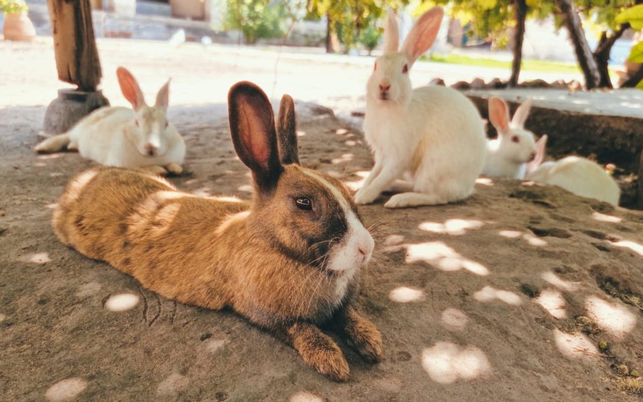 New Zealand Rabbit Care Guide
