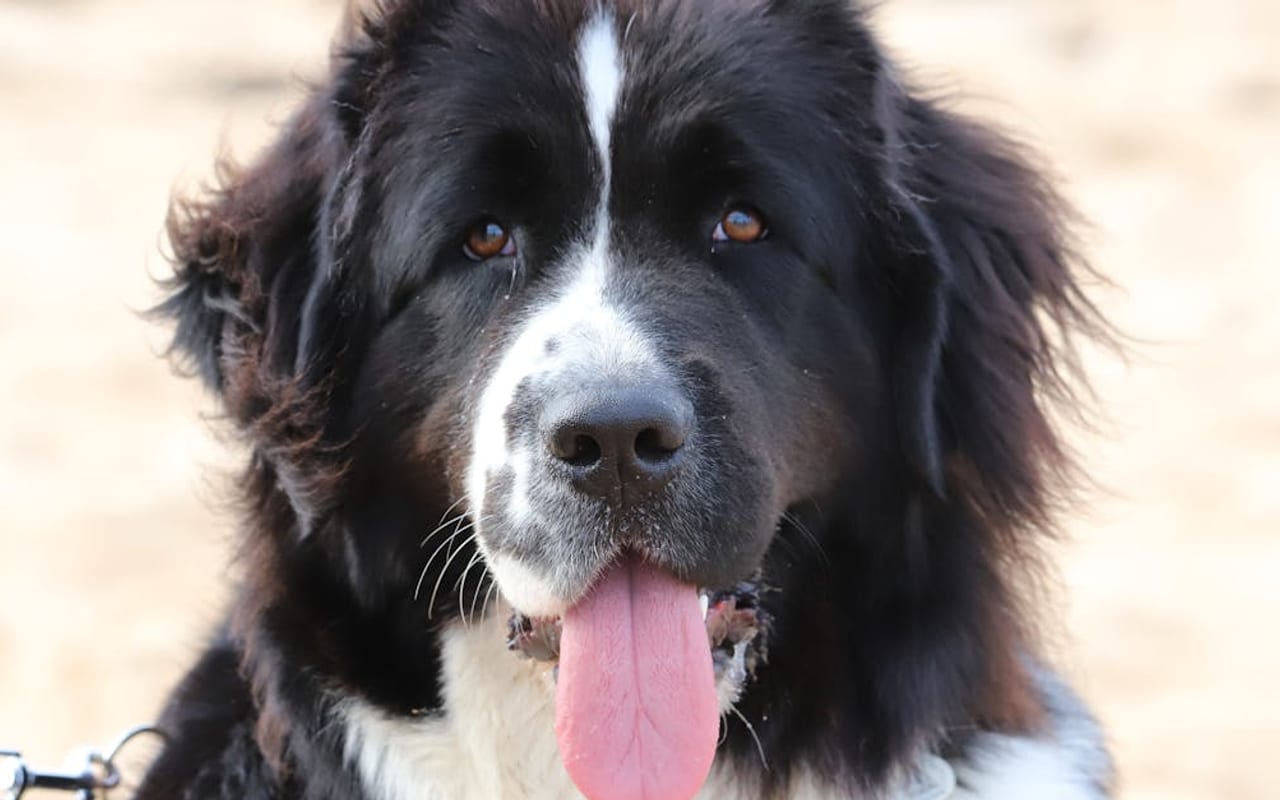 Newfoundland