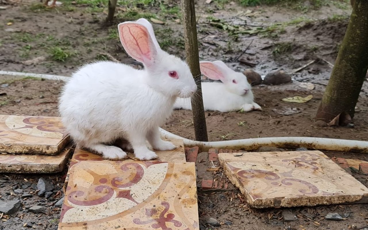 Newzealand White breed