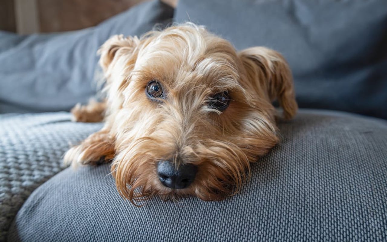 Norfolk Terrier — gallery 4