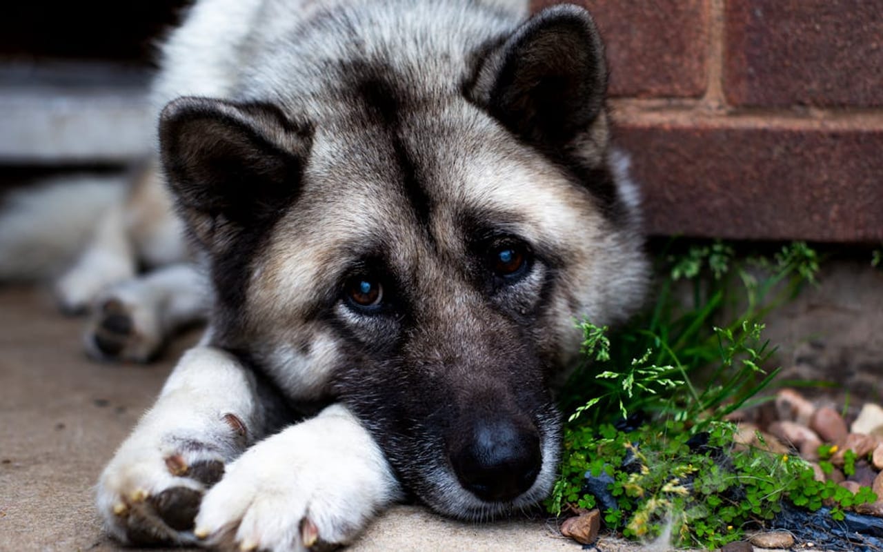 Norwegian Buhund — gallery 3