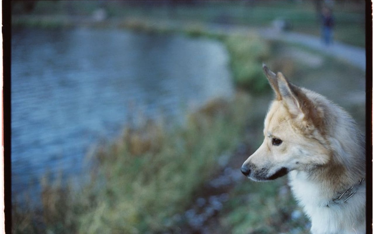 Norwegian Buhund — gallery 4
