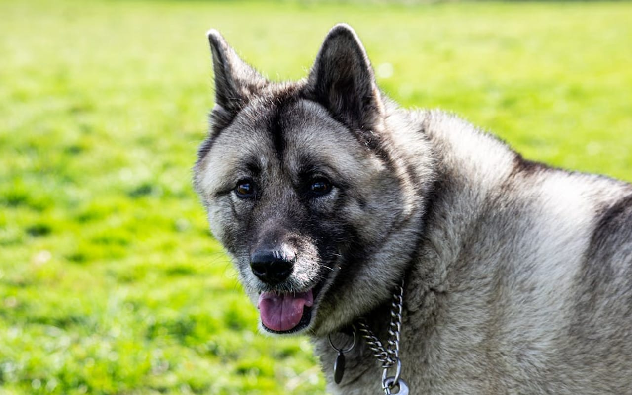 Norwegian Elkhound