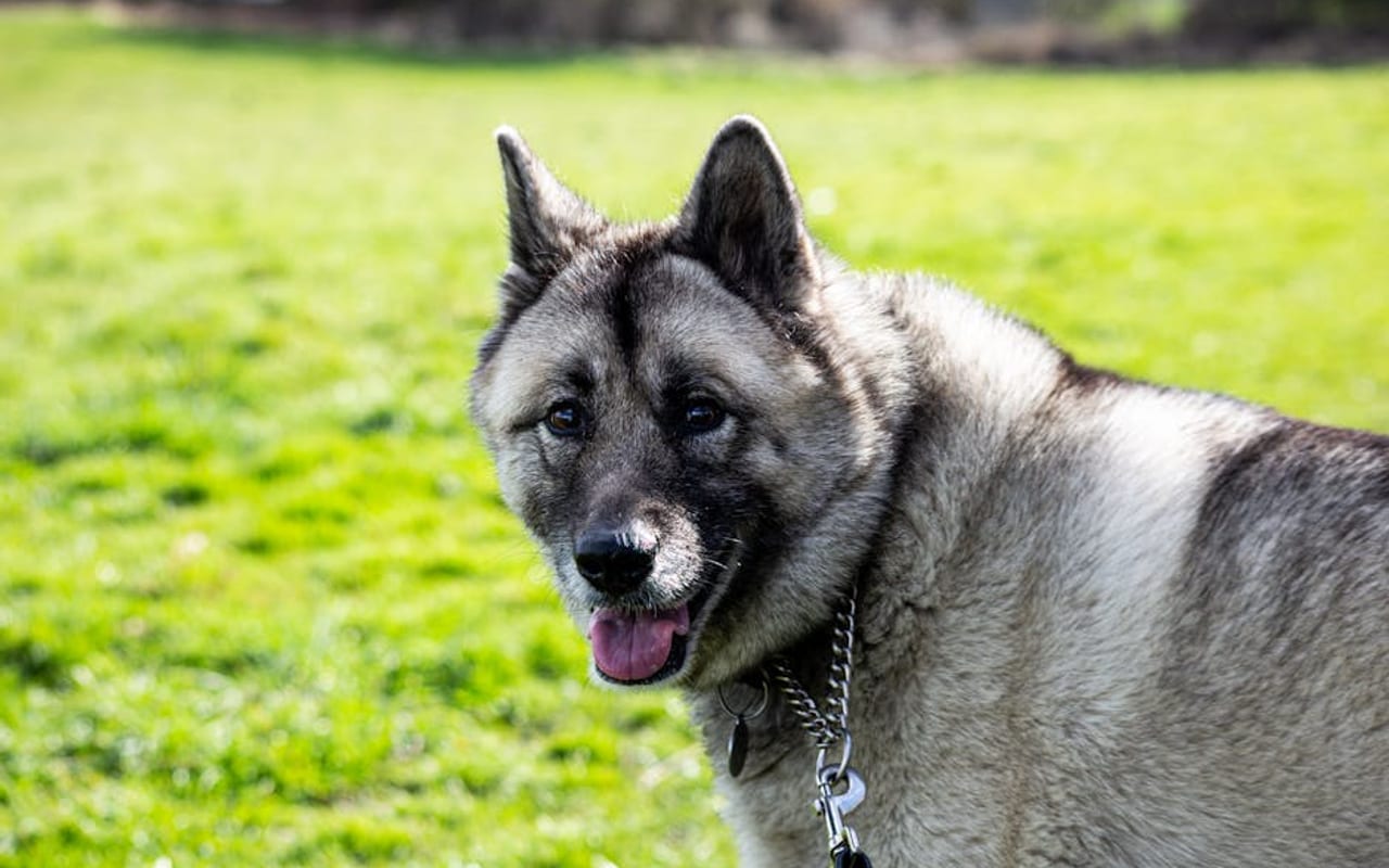 Norwegian Elkhound — gallery 4