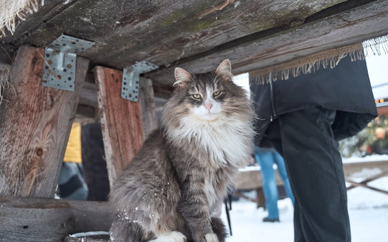 Norwegian Forest Cat cat breed