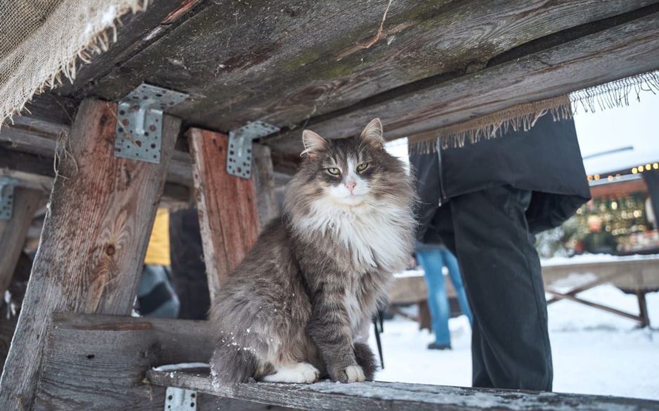 Norwegian Forest Cat — gallery 4