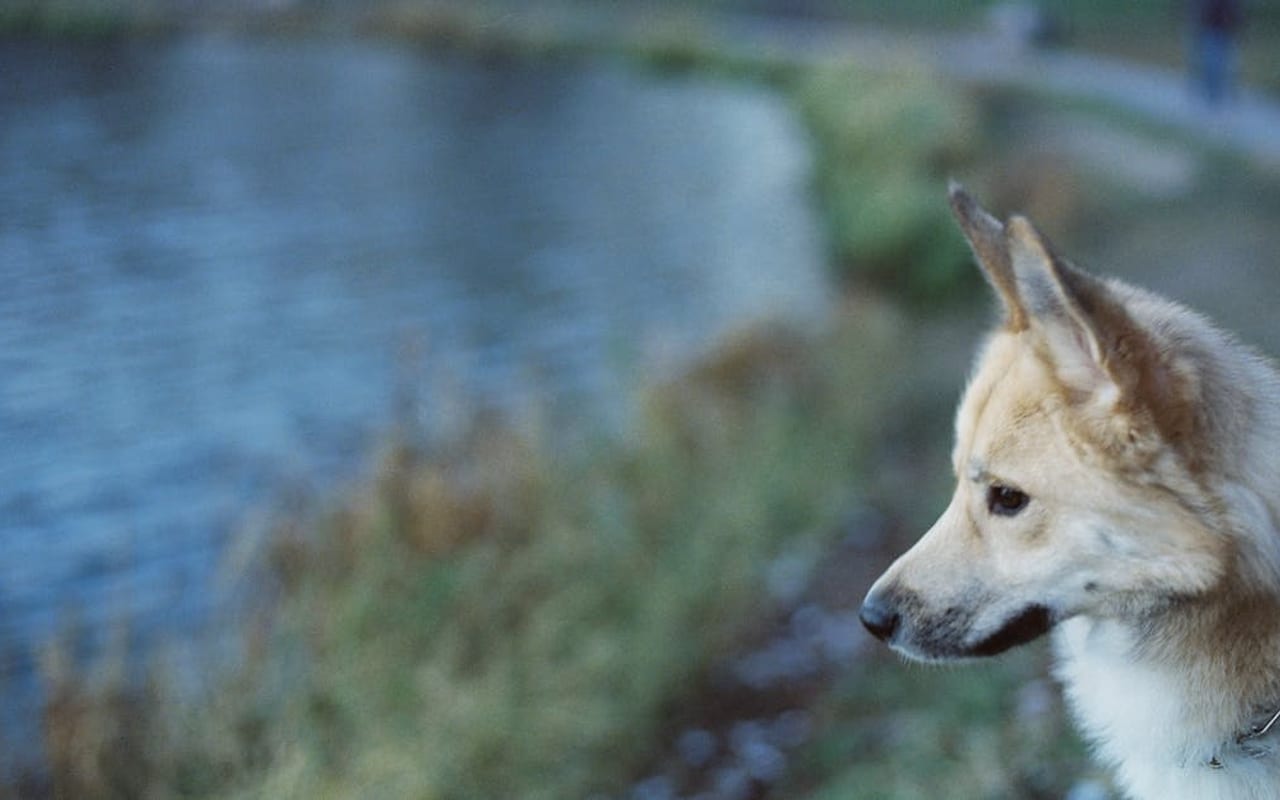 Norwegian Lundehund dog breed portrait