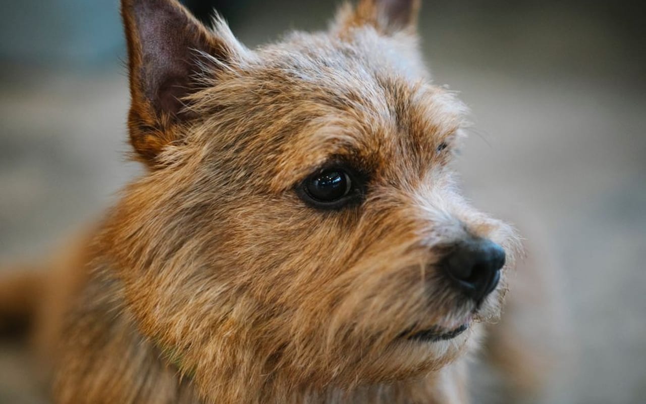 Norwich Terrier — gallery 4