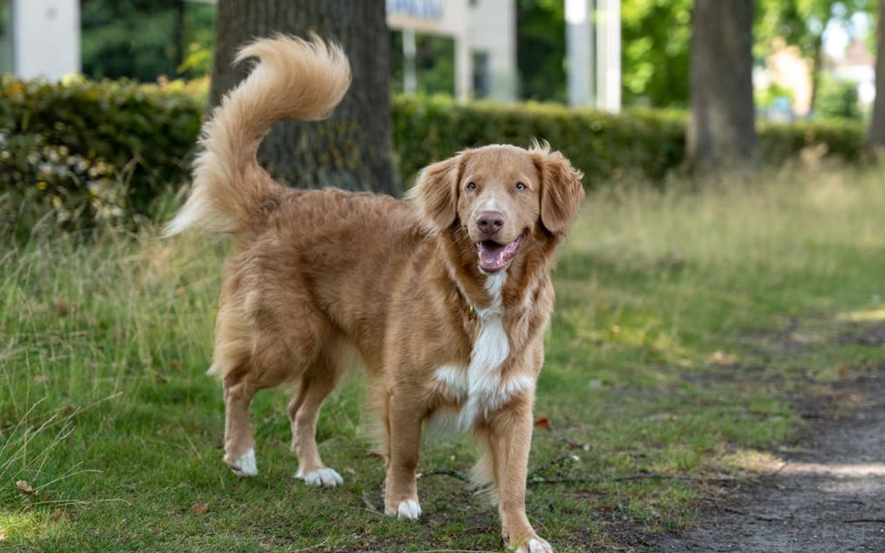 Nova Scotia Duck Tolling Retriever — gallery 3