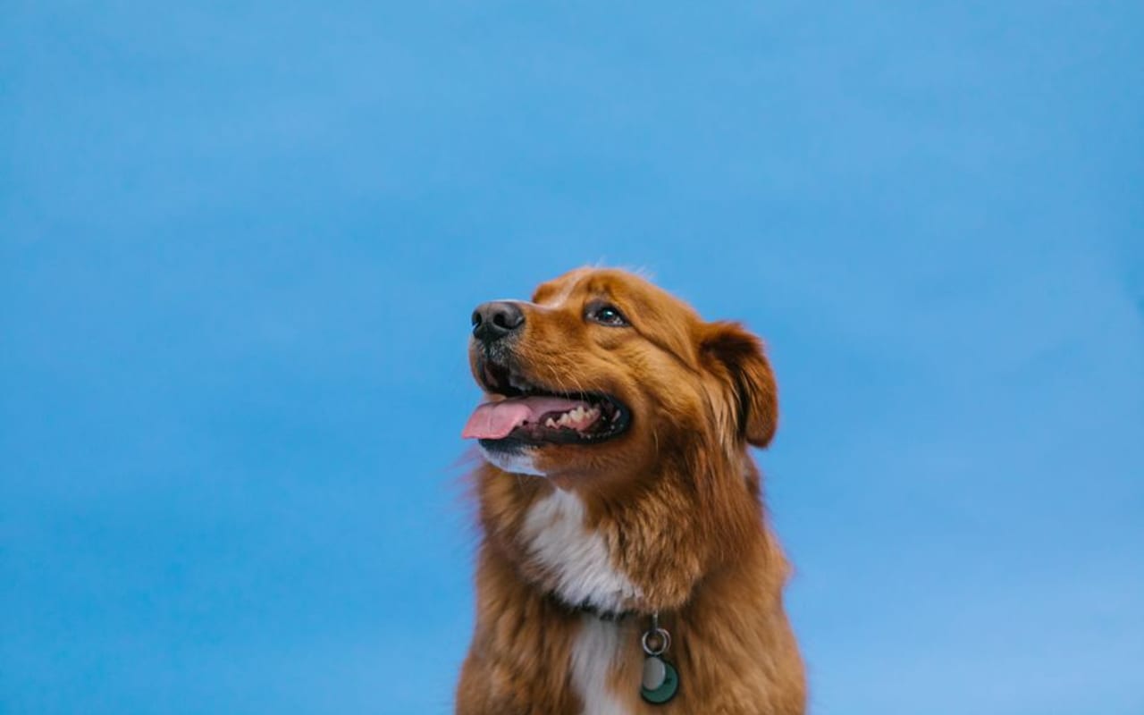 Nova Scotia Duck Tolling Retriever — gallery 4