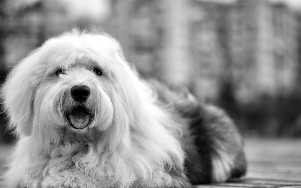 Old English Sheepdog — gallery 4