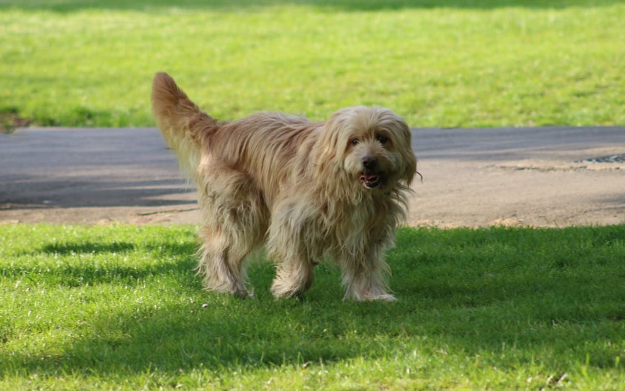 Otterhound — gallery 3