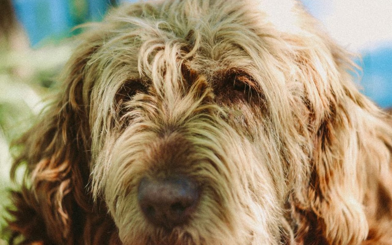 Otterhound — gallery 4