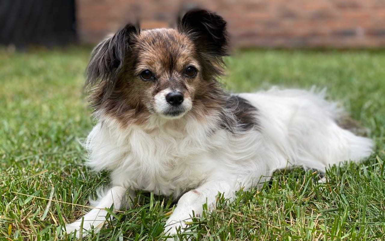 Papillon — gallery 4